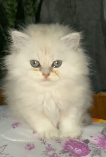 alişan'ın pişiyinin adı: Şinşilla, Dişi — 1