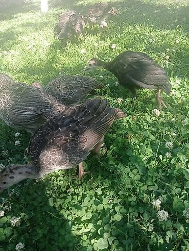 inkubator cucesi: Hinduşka cücələri, Damazlıq — 9