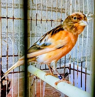 bulbul quşu: Erkəy bülbül — 1