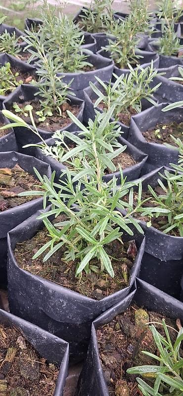 Самовары: Məhsul: Rozmarin (Rosmarinus officinalis) fidanları – torflu — 3