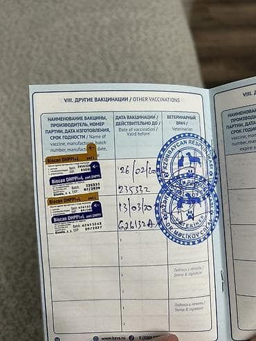 kuckar ov iti: Pekines, 5 ay, Erkek, Peyvəndli, Pulsuz çatdırılma — 7