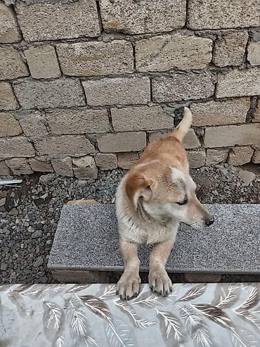 sərab coban iti: 10 ay, Erkek — 3