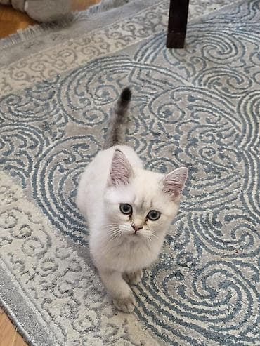 ağ pişikler: Şotland, Dişi — 2