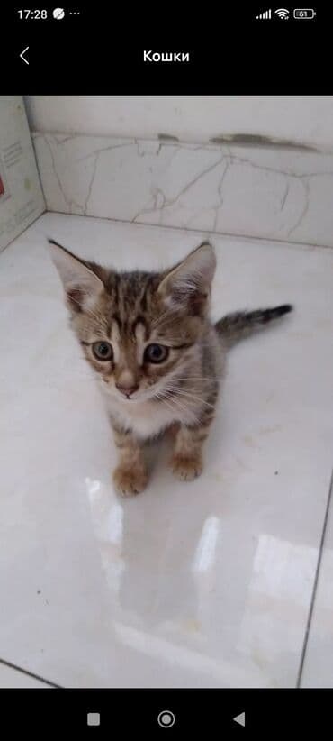 кот в добрые руки: Məhsul: Pişik balaları Təsvir: - Şəkillərdə müxtəlif rəng və — 5