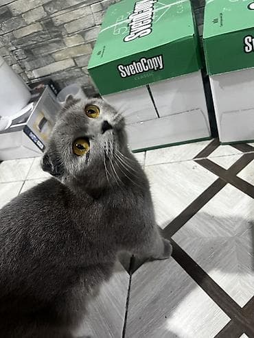 ev itiləri: Şotland, Dişi, Ünvandan götürmə — 2