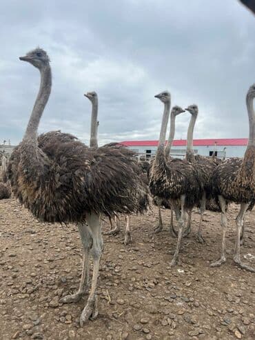 попугай ара цена: Devequsu bir illik cutu 3500 — 2