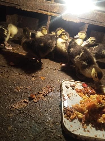 ordek balasi ne yeyir: Ördək cücələri, Ətlik — 2