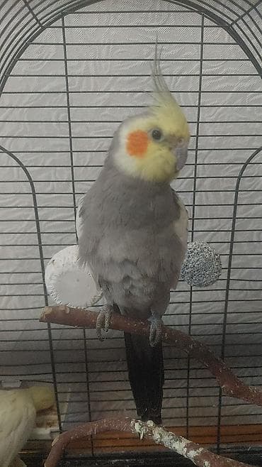 avcarka type 1: Nömrəli şəkillərdəki quş: Nimfa papuqayı (cockatiel) Xüsusiyyətlər: - — 1