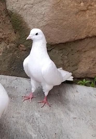 masalli goyercini: Erkey — 4