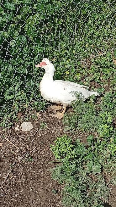 ördək: Muscovy ördəkləri – damazlıq sürü - Növ: Muscovy (hind ördəyi) - — 1