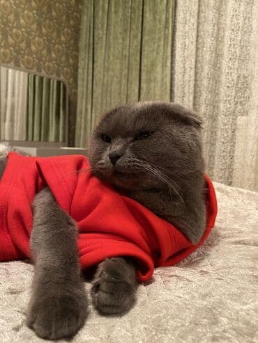 xamyak evi: Sahiblendirilir yeni doğulmuş körpe olduguna göre heyete buraxılıb — 1