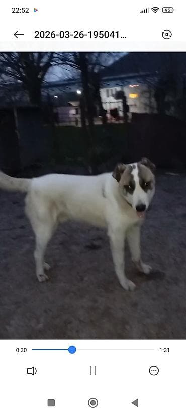 itlerin alisi: 1 ay, Erkek — 1