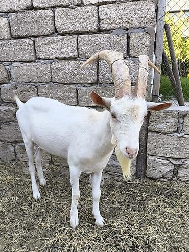 keci: Təmiz orginal Sani təkəsidi 1 yaşı var 6 litir süd verən keçin — 3