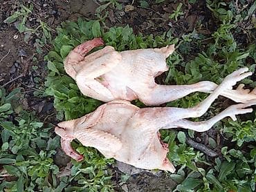 Kənd toyuğu Toyuq Bütöv, Pərakəndə, Pulsuz çatdırılma