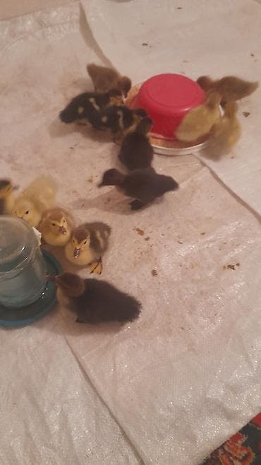 Птицы: 12 dene bala ördek 4 günlük balalar macar lavanda krasnadar zümrüdü — 4