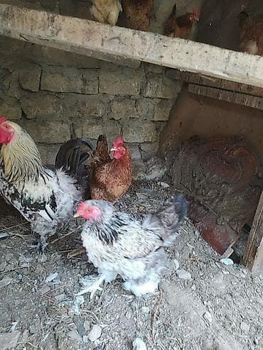 arpa bugda satisi: Toyuq, Brama, Damazlıq — 3