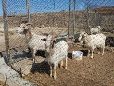 Собаки: Самка, лет: 1, Для разведения, Самовывоз — 3