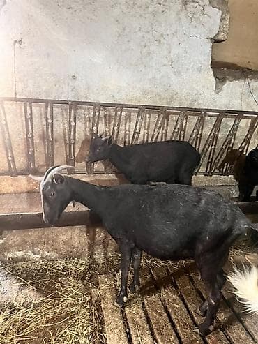 heleb kecisi satilir: Ana bala mursiana satılır birinci qarına dogub bala erkəkdir 4 — 2