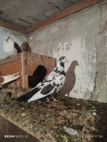 Qiymət 2-ne aiddir.Qara çil erkekdir cavan,göy poçtadir mayadir,təmiz