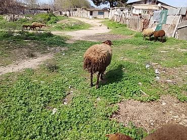 sud veren keci: Təmiz Qala cinsi sağlam heyvandir — 3