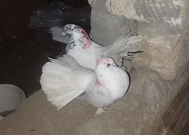 Ördəklər: Cut — 3