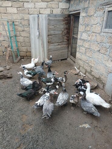 ördək neçə günə bala çıxardır: Erkək, | Lal ördək, Damazlıq, Ünvandan götürmə, Ödənişli çatdırılma — 3