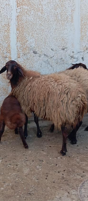 xarici it adlari: Salam ünvan Bakıin maştağa kendi obşi 7 baş heyvanlar 2 baş ana-bala 3 — 3