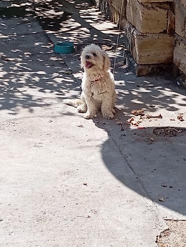 пудель собака цена: Maltipoo tipli kiçik ölçülü it (ağ-krem rəngli, qıvırcıq tüklü) – — 5