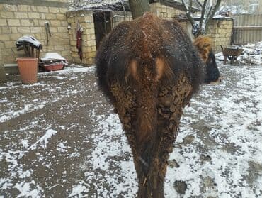 Mərmər effektli PVC panellər: Doğmuyan Dügə 1 aya doğmalıdır sakit sağlam heyvandi istəyən olsa — 4