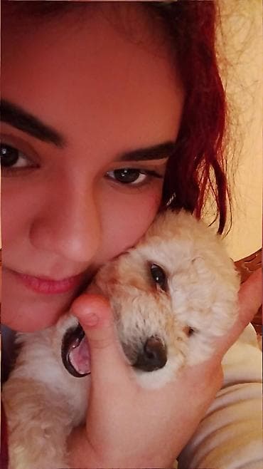 it satilir ucuz: Pudel, 1 ay — 3