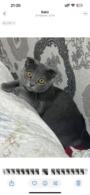 dişi pişik: Şotland — 4