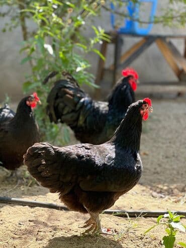 dəvəquşu yumurtası qiyməti: Avstralop yumurtaları İnqibator üçün. ideal çıxış verir. təmiz qandır — 5