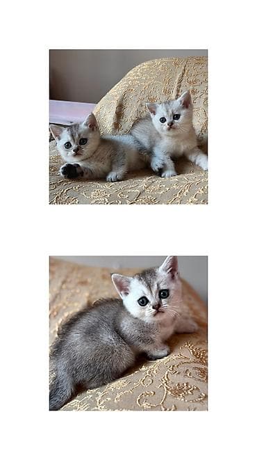 heyvan: Şinşilla, Dişi, Yaxşı əllərə, Ünvandan götürmə — 5