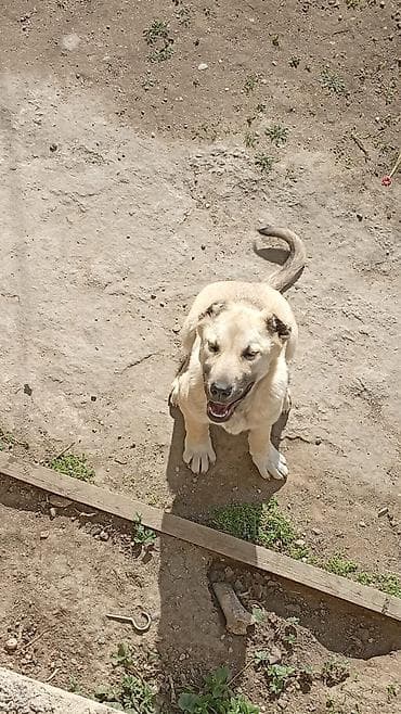 en ucuz itler: Qafqaz çoban iti, 4 ay, Dişi, Peyvəndli, Ünvandan götürmə — 7