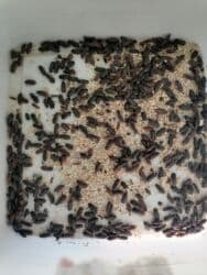 Un qurdu bocəyi lalafo.az -da Un qurdu bocəyi