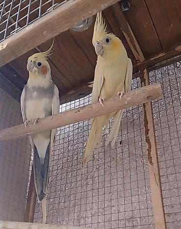 kreditle heyvan satisi: Qefes qarisiq satılır. Boz erkeydi danisir. Sari disişidi el qusudu.( — 1
