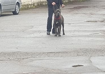 черный терьер купить щенка: Кане-корсо, 1 год, Самец — 5