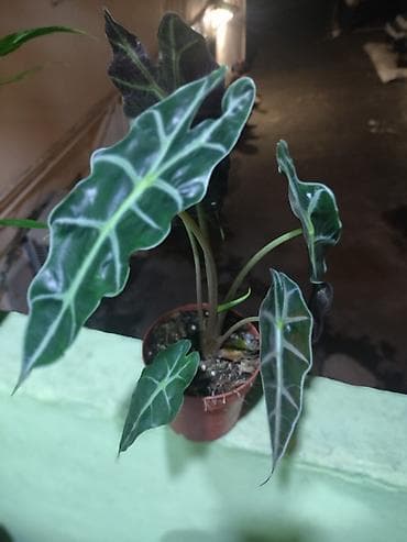 gubre: Alokaziya ‘Polly’ (Alocasia amazonica/Polly) – otaq bitkisi - — 2