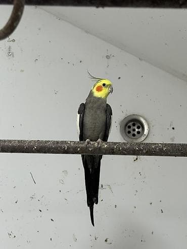 dekorativ quş: Karela ekeydiler tam sağlam 3 de ekeydi Hec bir prablemi yoxdu 1 — 6