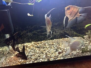 itlə barter: Mələk balığı (skalyari), Sülhsevər — 2