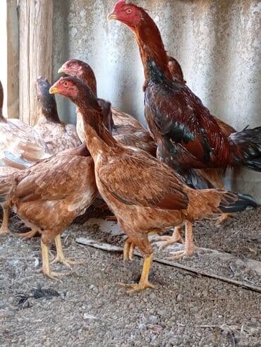 çəpiş əti: Toyuq, Damazlıq — 3