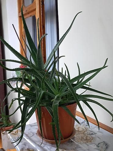 hilba bitkisi nedir: Aloe vera – böyük, sulu yarpaqlı ev bitkisi - Plastik qəhvəyi — 1