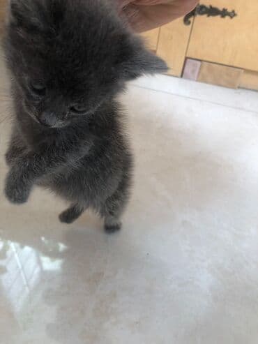 Britan, Erkək, Yaxşı əllərə, Ünvandan götürmə