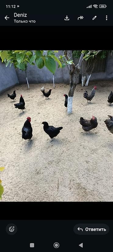 australorp toyuq: Toyuq, Australorp, Damazlıq, Ünvandan götürmə — 3