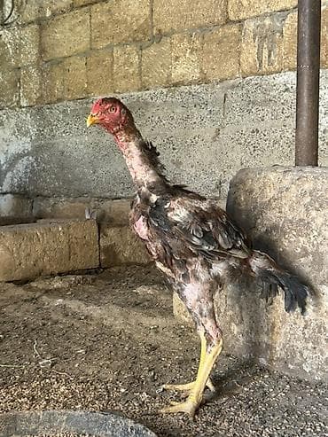 quş yarım tip: Cinsdi qanli heyvandi bosbos adamlar yazmasin kul qrmizi dosab fevral — 4
