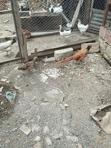 erkek quzu: Toyuq, Yumurtalıq — 7