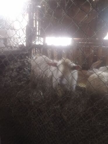 Akvariumlar: Qoyun – yerli cins Təsvir: - Ağ-açıq rəngli, uzun yunlu yerli qoyun - — 1