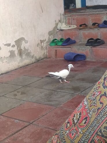 cütleşdirme: Ağ-qara rəng çaları olan ev göyərçini - Növ: ev göyərçini - Rəng — 1