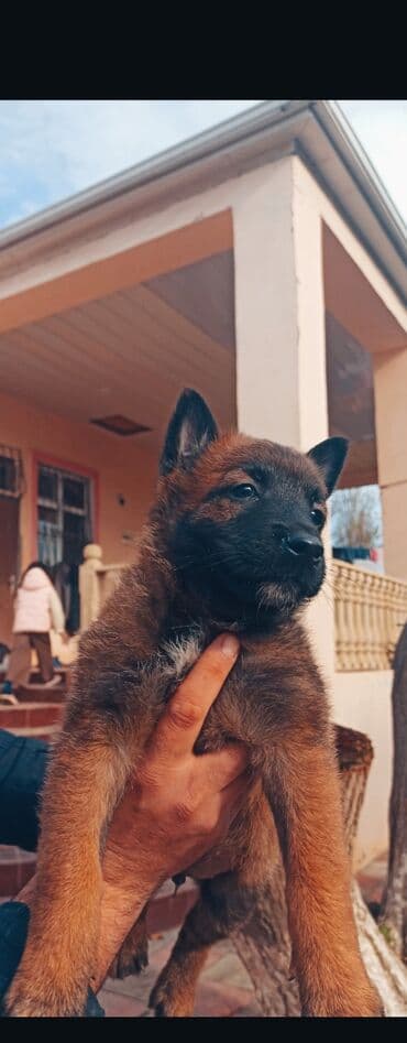 itler pitpul: Belçika çoban iti, 2 ay, Peyvəndli, Ünvandan götürmə — 6