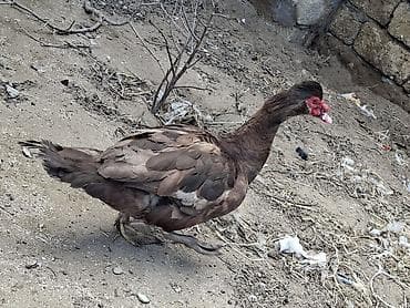 - Cins: Muscovy (barbarıka) erkey ördəy qiymet sondu unvan zire iwle